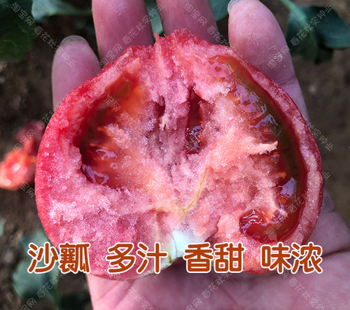 粉丽人沙瓤番茄种子 多汁西红柿苗蔬菜籽粉果特甜面盆栽 老品种孑 - 图0