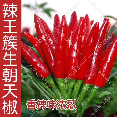 海南黄灯笼椒朝天椒小米椒辣椒种子 春四季蔬菜籽阳台盆栽超辣孑 - 图0