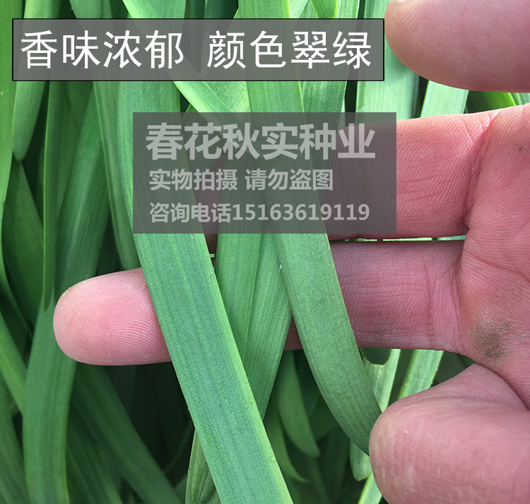 韭菜根苗现挖包活 茎杆粗壮春夏秋四季播蔬菜籽 高产种子易种植孑 - 图0