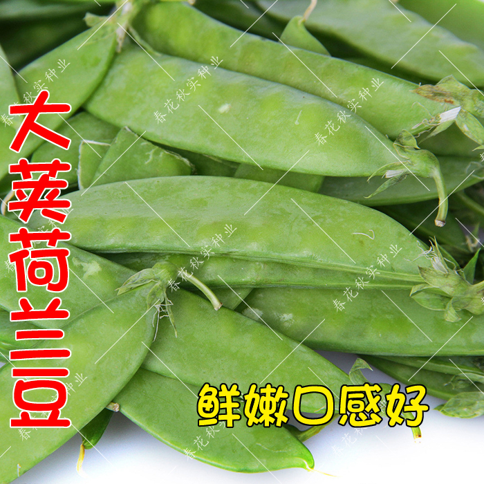 软荚豌豆荷兰豆甜豌豆种子 豌豆苗春秋季播蔬菜籽 阳台盆栽大田孑