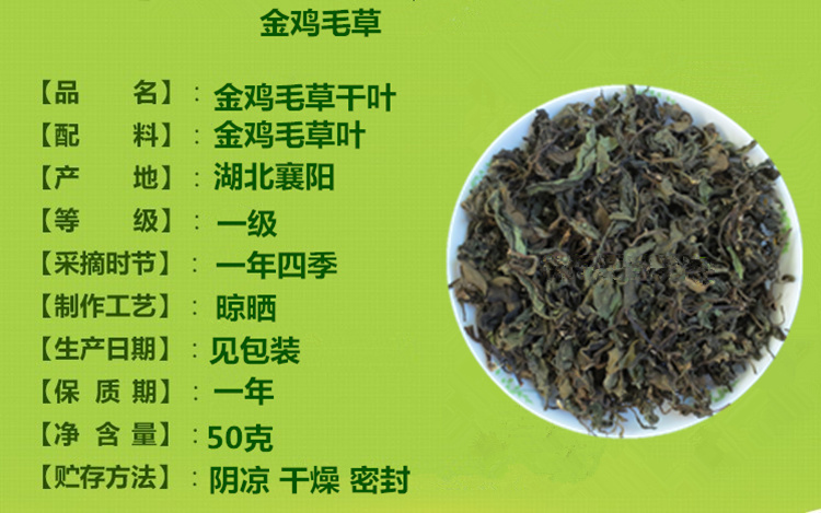 明月草金鸡毛草干叶鲜叶神奇救命草白子菜鸡降糖草苗泰国尼罗基草 - 图0