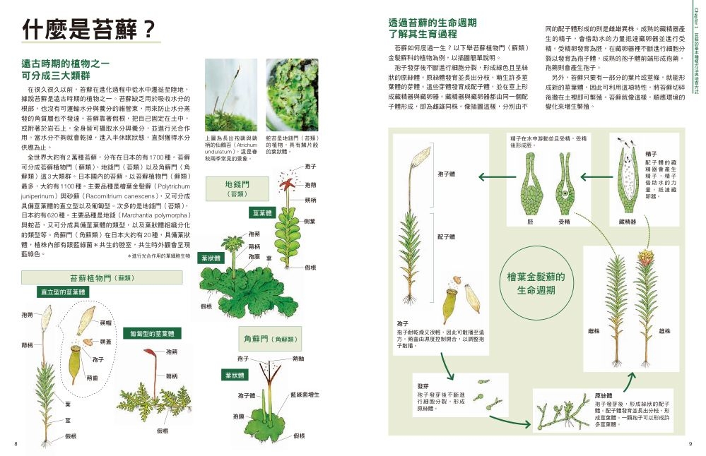 预售 苔藓园艺指南：绿意盎然的微型庭园 枫叶社文化 大野好弘 - 图2