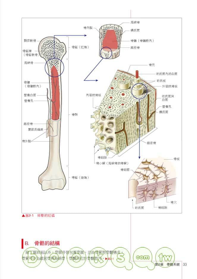 预售正版竹内修二新快学解剖生理学三悦文化医疗保健原版进口书-图2