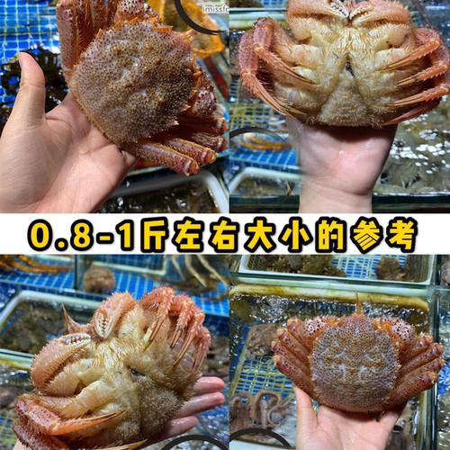 红毛蟹鲜活毛蟹新鲜俄罗斯螃蟹非冻蟹死蟹伊氏毛甲蟹大连海鲜水产 - 图0