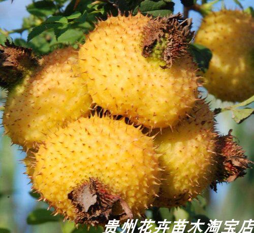 刺梨树苗贵州金刺梨四季可种容易成活盆栽园艺果树包邮 - 图0