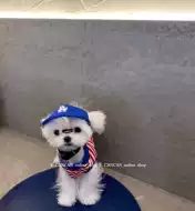 西施犬帽子 新人首单立减十元 21年10月 淘宝海外