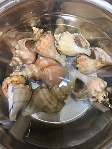 8-12只 500g 鲜活海螺 獐子岛海螺 白螺 大连小海螺海鲜角螺水产