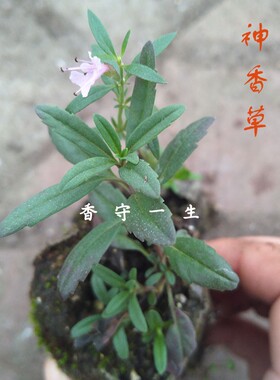 牛膝草薄荷干品干叶酿酒原料干枝