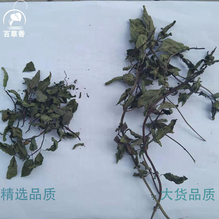 薄荷叶胡椒/日本薄荷/新货清凉留兰香邹叶薄荷/欧薄荷干品叶烘干 - 图3