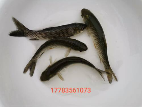 草鱼3-5厘米5-7厘米8-10厘米鱼苗四大家鱼淡水食用养殖重庆永川 - 图3