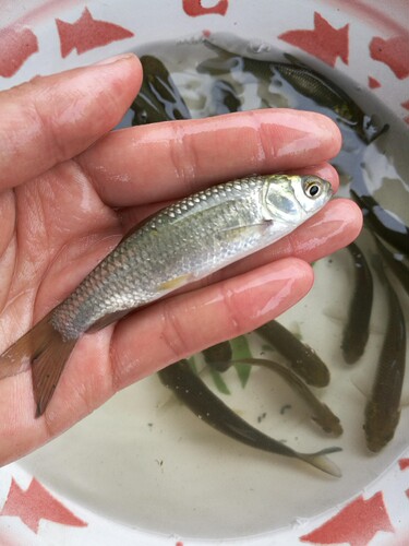 草鱼3-5厘米5-7厘米8-10厘米鱼苗四大家鱼淡水食用养殖重庆永川 - 图2