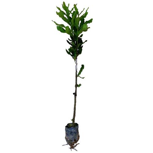 澳洲坚果苗南方种植正宗夏威夷果苗嫁接高产稳产带土发货包活包邮 - 图3