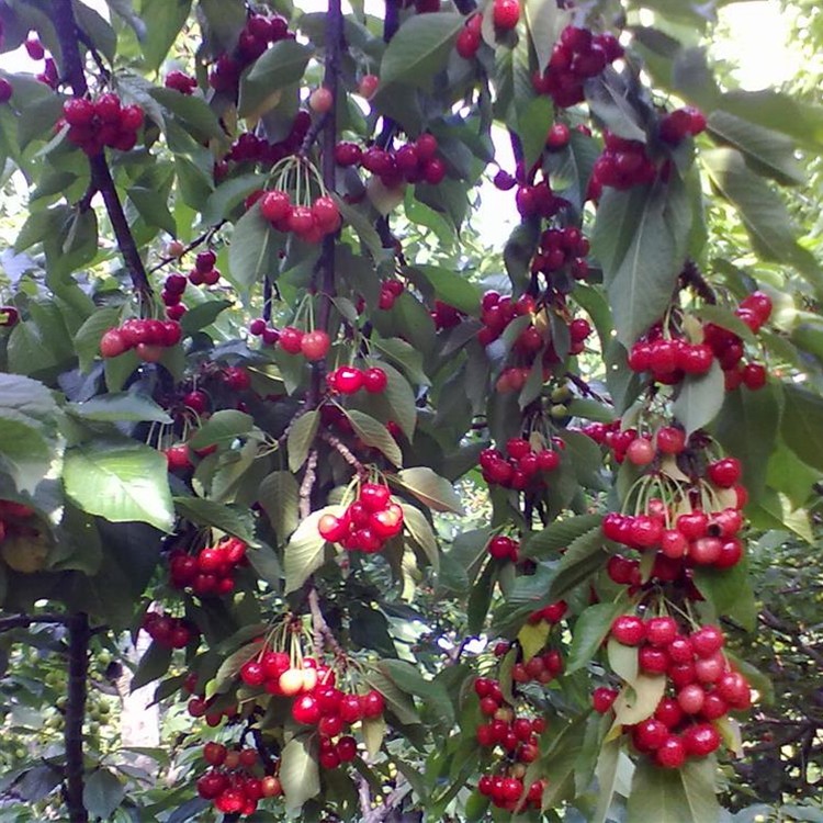 巴西樱桃苗樱桃苗可盆栽庭院种植带叶带泥杯发货巴西樱桃树苗包邮,淘宝优惠券,粉丝福利购,淘宝优惠卷