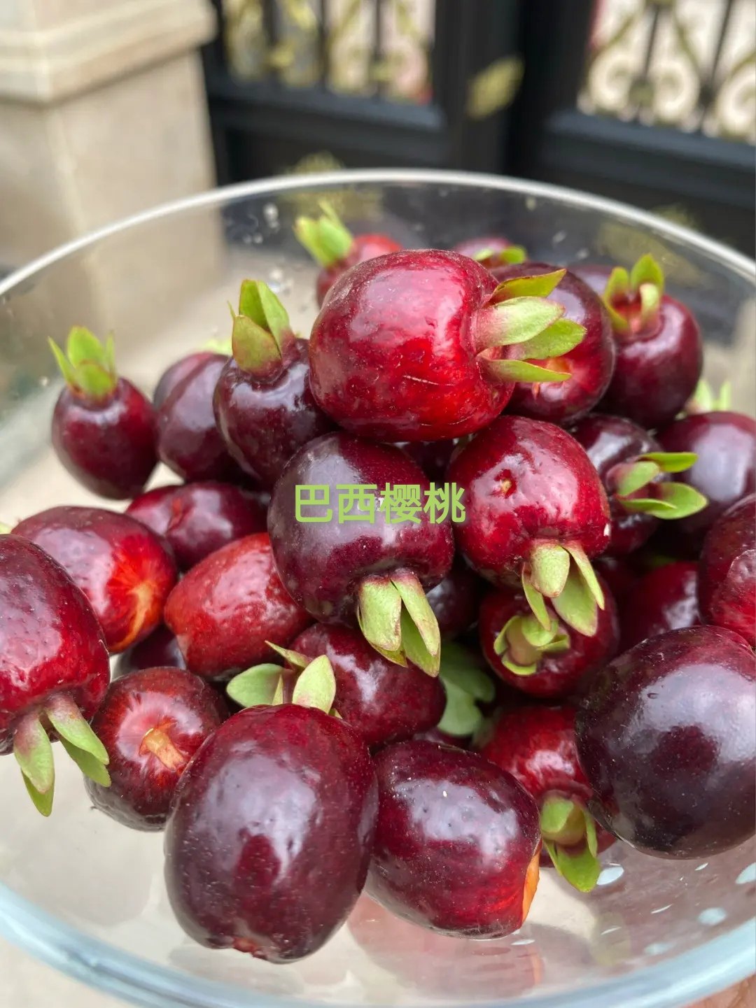 巴西樱桃苗樱桃苗可盆栽庭院种植带叶带泥杯发货巴西樱桃树苗包邮,淘宝优惠券,粉丝福利购,淘宝优惠卷