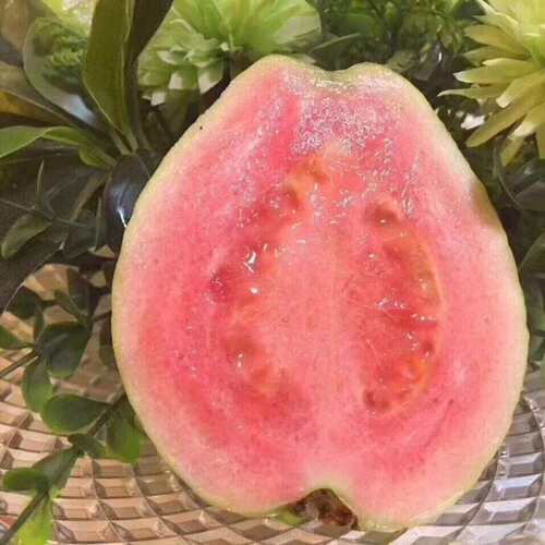 新品种无籽红宝石西瓜芭乐苗嫁接苗四季白心红心番石榴苗当年结果 - 图0