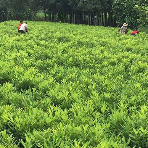 澳洲坚果苗南方种植正宗夏威夷果苗嫁接高产稳产带土发货包活包邮 - 图1