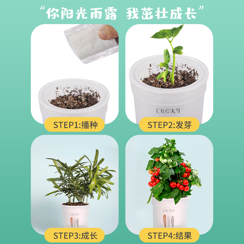 学生儿童种植小盆栽套装凤仙花餐向日葵太阳花含羞草种子植物观察-第5张图片-提都小院