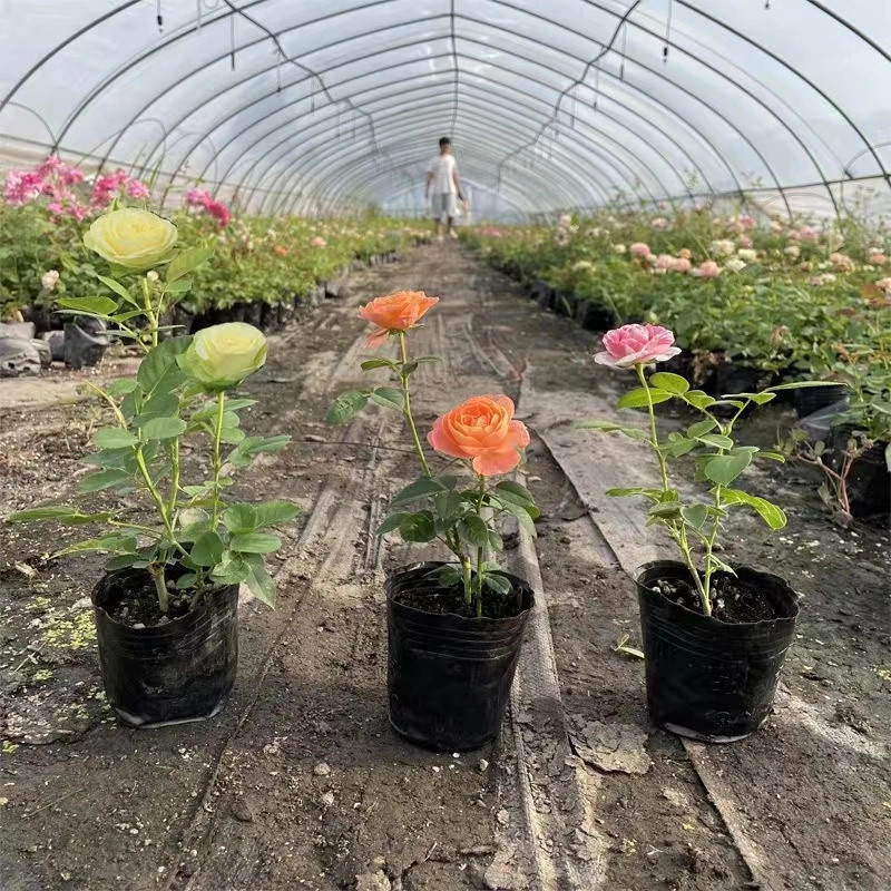 蔷薇花苗爬藤四季开花庭院藤本月季花苗大花爬墙植物花卉盆栽玫瑰,淘宝优惠券,粉丝福利购,淘宝优惠卷