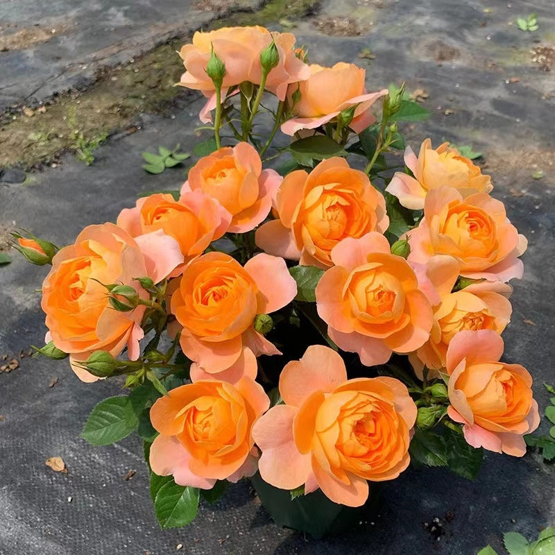 蔷薇花苗爬藤四季开花庭院藤本月季花苗大花爬墙植物花卉盆栽玫瑰,淘宝优惠券,粉丝福利购,淘宝优惠卷