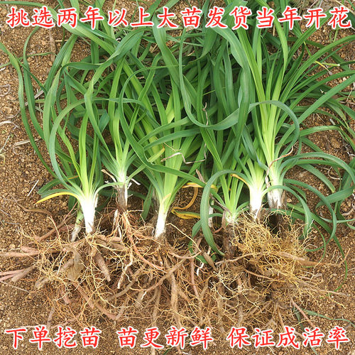 黄花菜种苗食用野生黄花菜苗根金针菜苗根阳台蔬菜种苗四季种植 - 图0