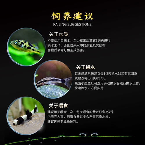热带观赏除藻工具淡水鱼苗翻沙鼠清道夫黑线飞狐一眉道人小猴精灵 - 图1