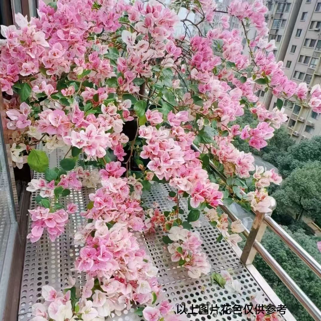 顺丰包邮【1漳红樱】三角梅百变花蝴蝶四季开花室内阳台好养花卉 - 图0