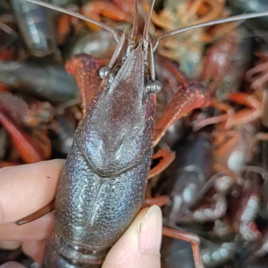 3斤包邮湖北清水小龙虾 红虾 大红中红小红 油焖大虾蒜蓉虾清蒸虾 - 图1