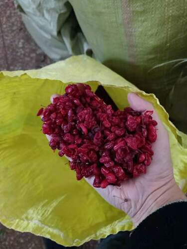 2025年新货山茱萸 秦岭野生茱萸肉中药材山萸肉500克包邮拍5送1斤 - 图1