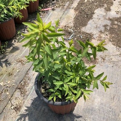 花之町园艺早春花灌木喷雪花花开如雪庭院花园小花树 虎窝淘