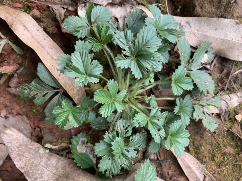 干五皮风当季中药材蛇含草五爪龙五星草五叶莓蛇含委陵菜带根全草 - 图0