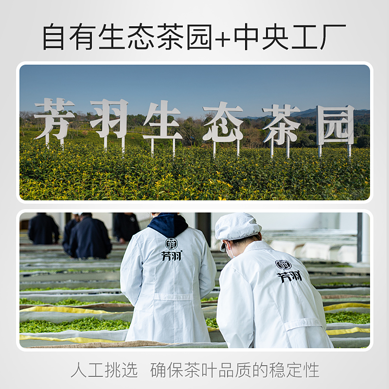 2024年新茶芳羽安吉白茶正宗雨前绿茶叶125克春茶白茶官方旗舰店