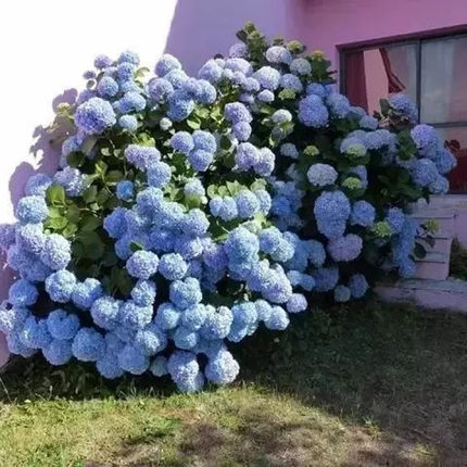 无尽夏大花绣球盆栽花苗阳台庭院八仙植物花卉1加仑屋檐花园团 - 图0