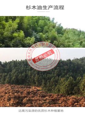 杉木油止痛消肿腰肾保养利尿排石