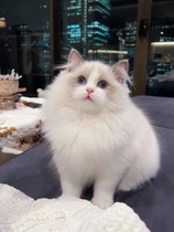 Pure Breeds Puppets Cat Young Cat Blue Twin Sea Bicolor Hair Puppets Puppets Blue Eyes Persian Living Pets Kitty