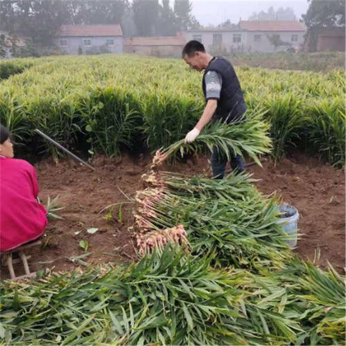 新鲜生姜老姜大姜农家自种泥姜大黄姜窖存大姜大块姜土姜无硫黄姜 - 图1
