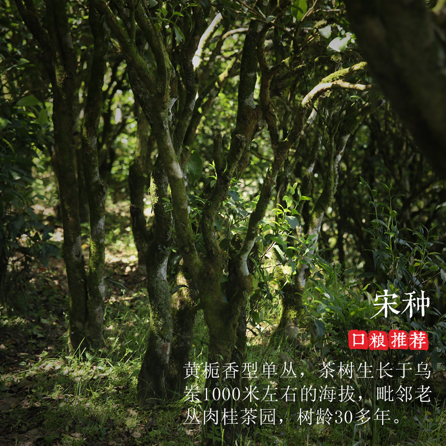 狮头脚【宋种】高知名度 特级黄栀香型潮州凤凰单丛茶 正宗单枞茶,淘宝优惠券,粉丝福利购,淘宝优惠卷