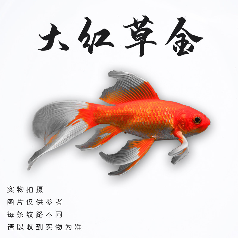 原价9 券后价6 红草花草金鱼红鲫鱼锦鲫锦鲤鱼小金鱼活鱼观赏鱼活体淡水鱼冷水鱼 日月商集聚合优惠