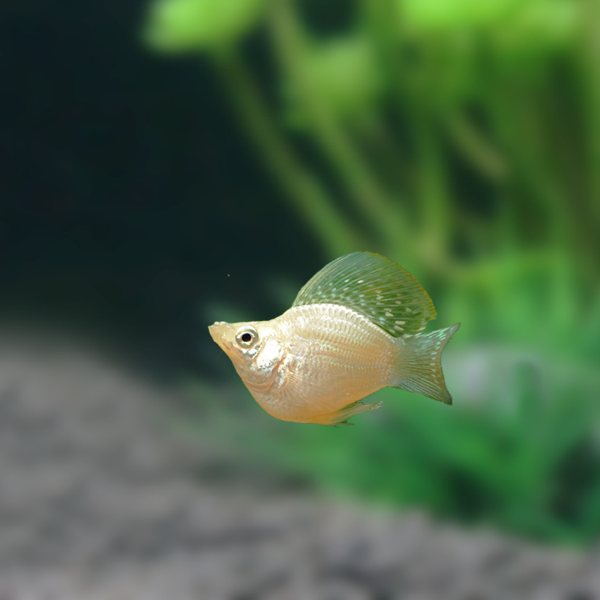 热带鱼胎生鱼玛丽鱼孔雀鱼米奇鱼月光鱼除油膜鱼观赏鱼活体鱼包邮川锦水族官方店 找特价