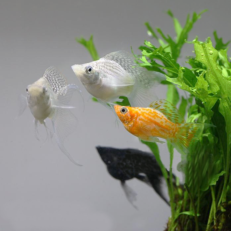 热带鱼胎生鱼玛丽鱼孔雀鱼米奇鱼月光鱼除油膜鱼观赏鱼活体鱼包邮川锦水族官方店 找特价