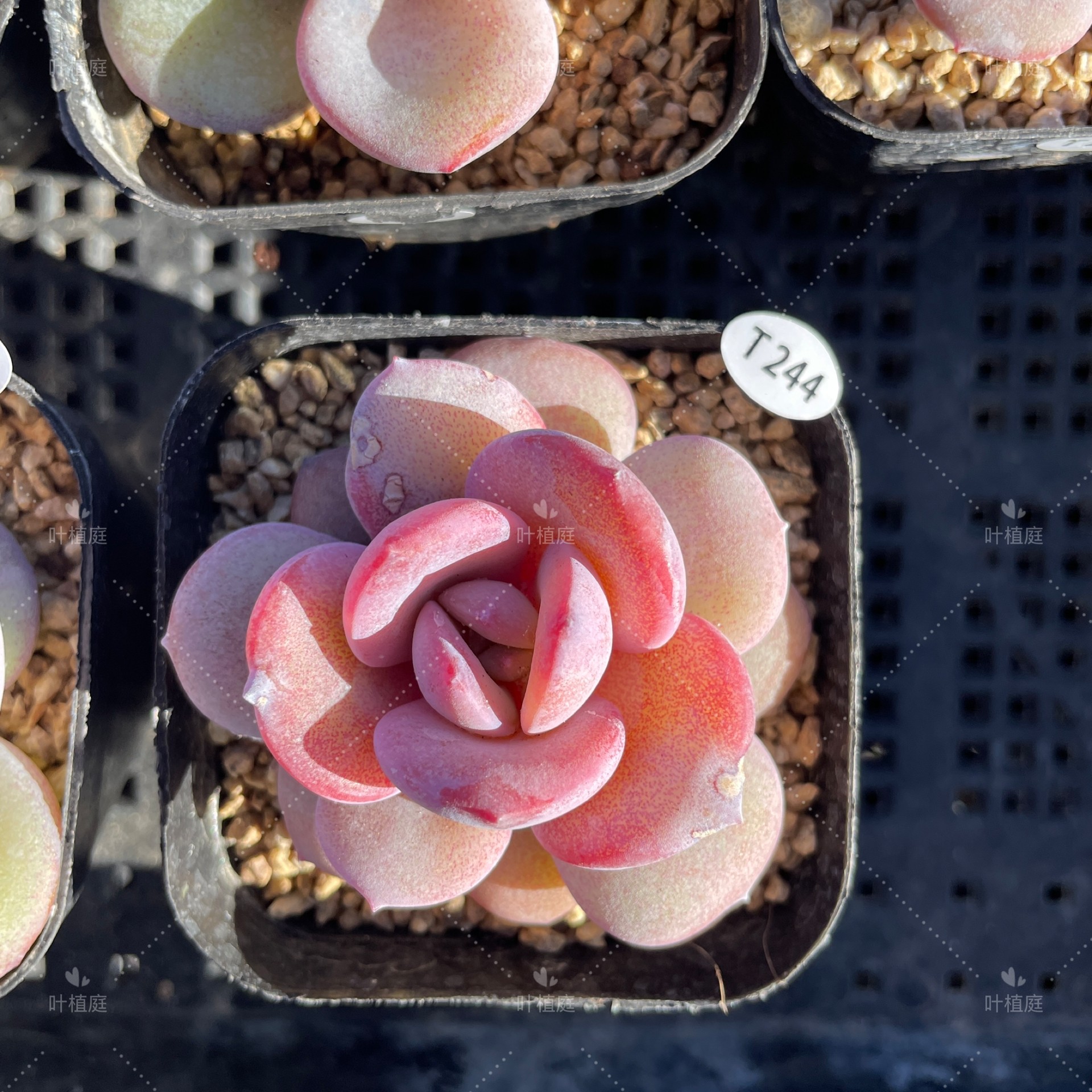 叶植庭【奶茶单头】韩版奶茶一物一拍昆明发货 补,淘宝优惠券,粉丝福利购,淘宝优惠卷