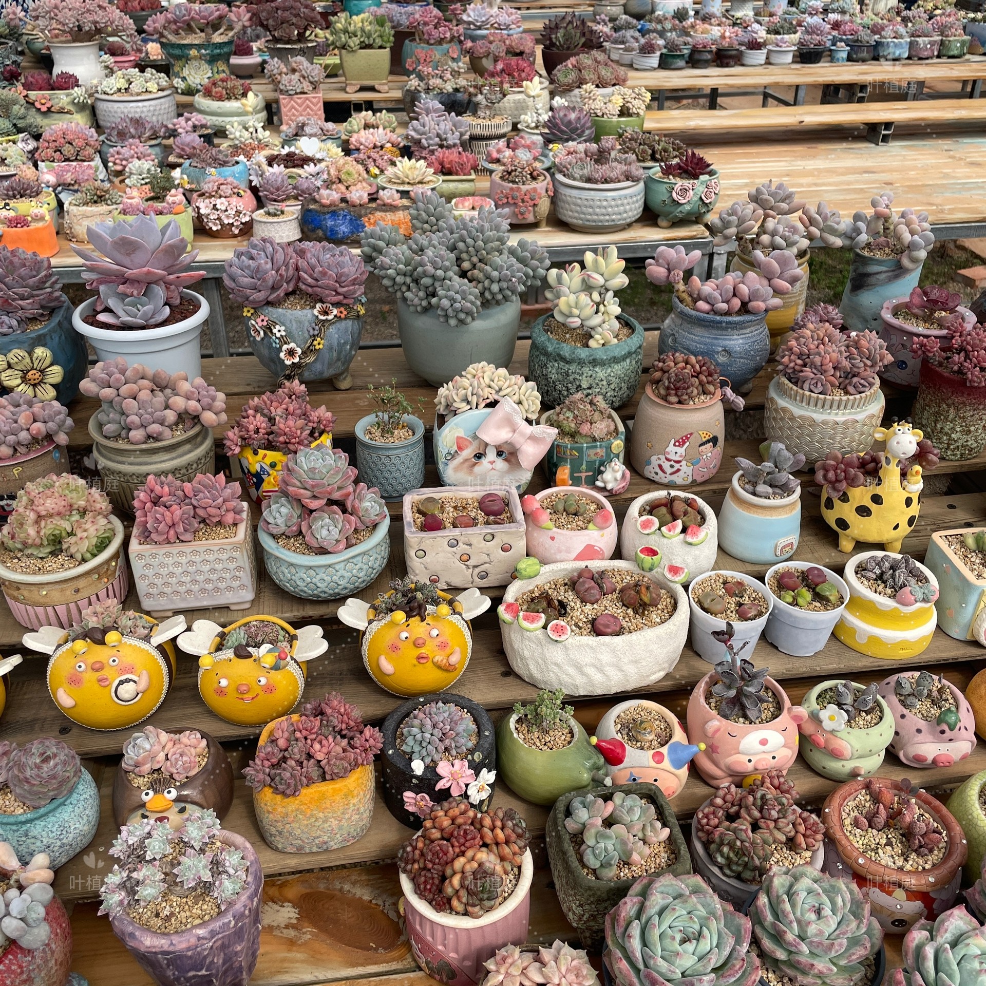 叶植庭【代客出-1号台】一物一拍 寄养过 时间成本 状态好 捡漏 - 图2