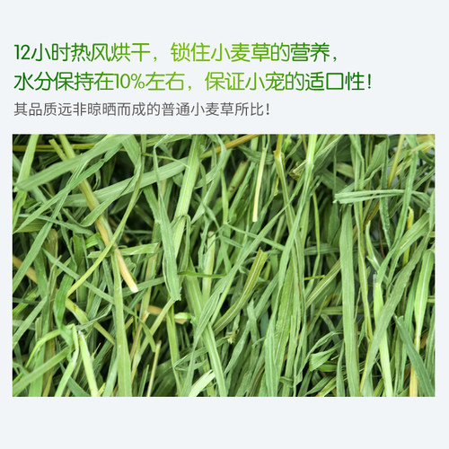 26年宠物兔子草料小麦草干草嫩苗荷兰猪烘干牧草促进肠胃消化200g - 图1