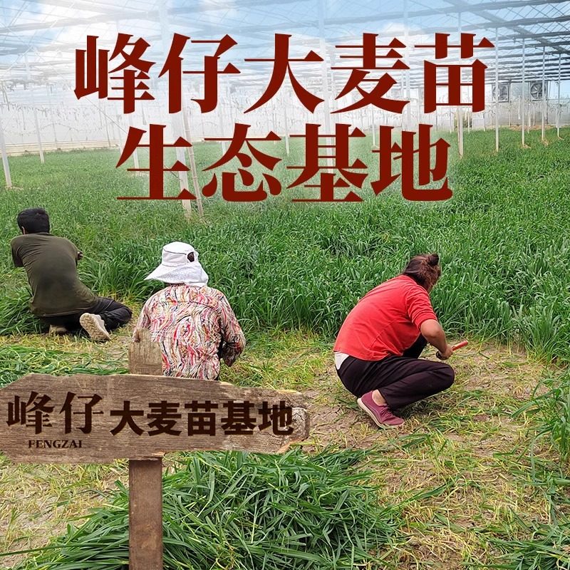 峰仔麦青红豆糕米糕青麦青汁糯米青糕青草半成品发糕非抹茶艾草,淘宝优惠券,粉丝福利购,淘宝优惠卷