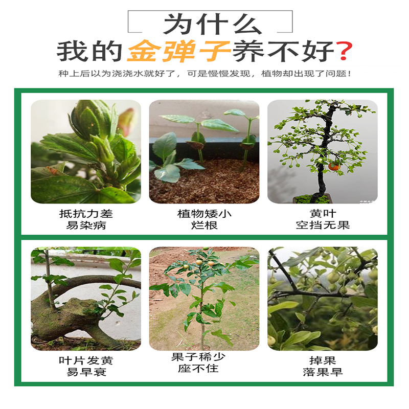 金弹子专用肥营养液金蛋子肥料生根粉盆景玉肥盆栽花肥老鸦柿土果,淘宝优惠券,粉丝福利购,淘宝优惠卷