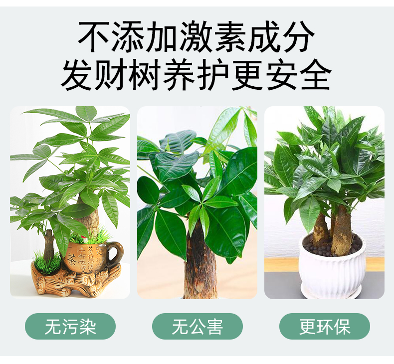 发财树肥料专用肥发财树专用营养液治黄叶掉叶室内盆栽水培绿植肥 - 图3