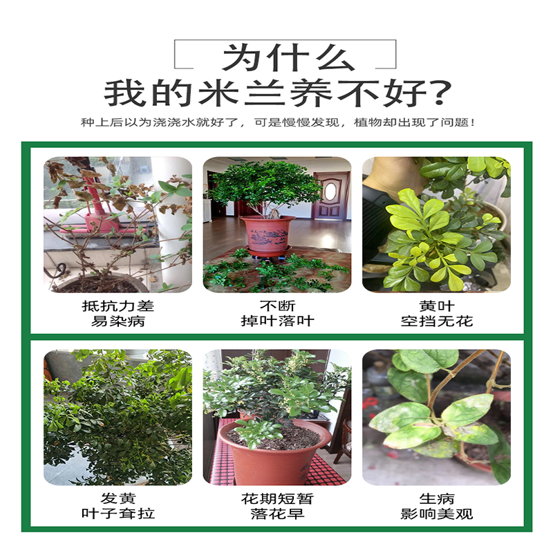 米兰肥料米兰花专用肥米兰营养液花肥土米兰花肥料香水叶子什么掉-图0