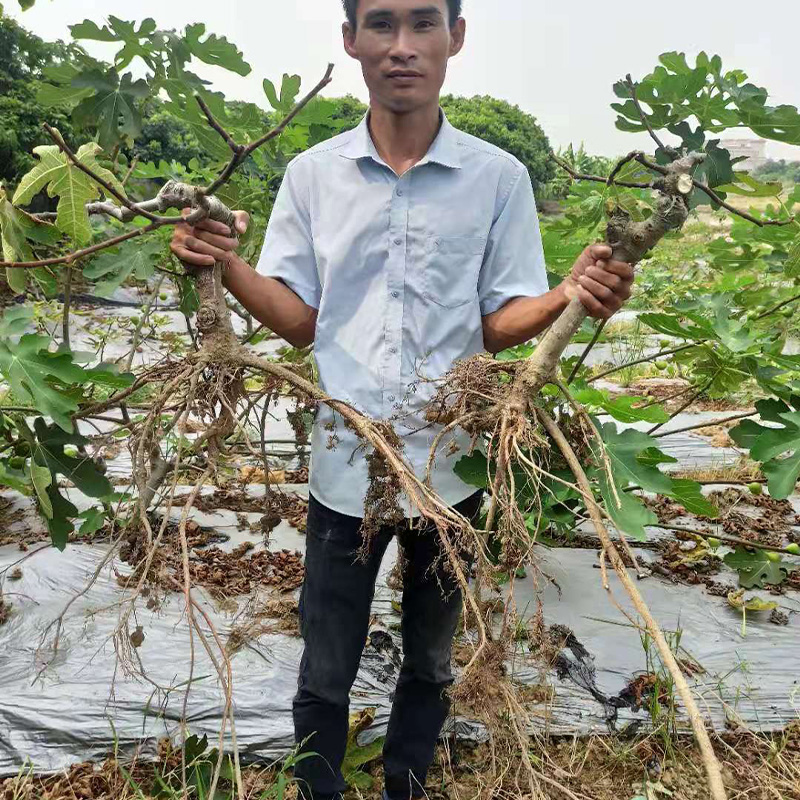 新鲜无花果根250\500\1000 现挖无花果树根自产自销全年热销 - 图2