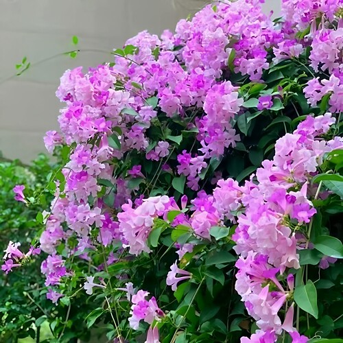 蒜香藤花苗紫铃藤耐晒无刺爬藤植物庭院阳台花卉垂吊攀爬围墙植物 - 图2