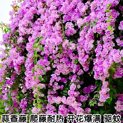 蒜香藤花苗紫铃藤耐晒无刺爬藤植物庭院阳台花卉垂吊攀爬围墙植物 - 图0