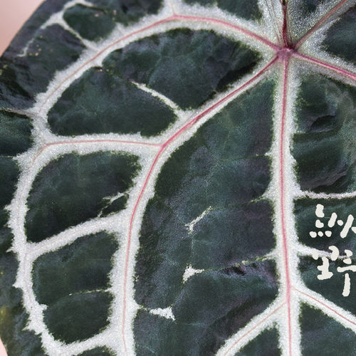 纵野 / 红水晶 花烛天南星科室内观叶趣味盆栽小众室内观叶 - 图1